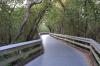 Boardwalk Through Mangroves