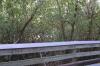 Boardwalk Through Mangroves